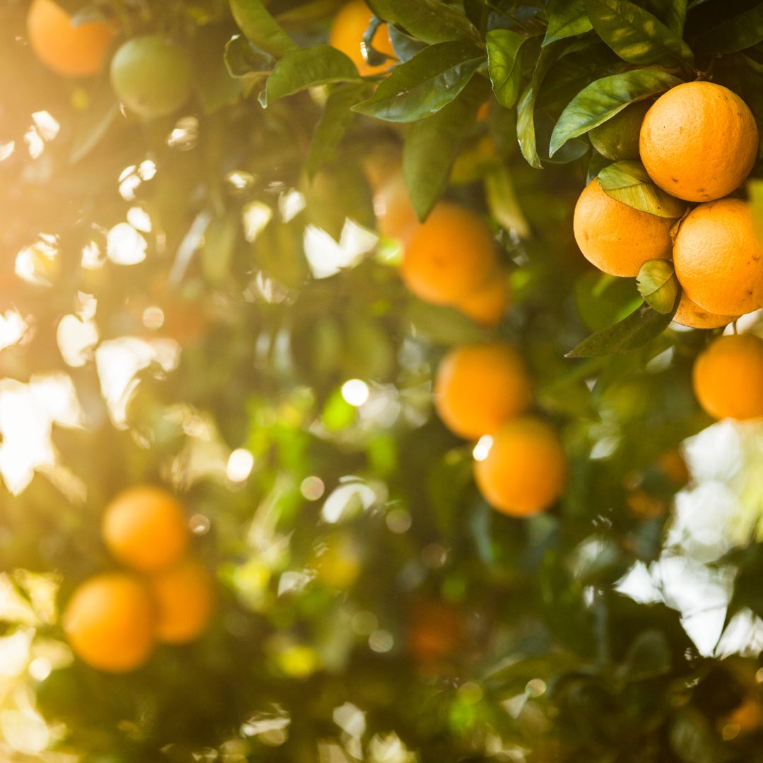Citrus Nicotine Pouches