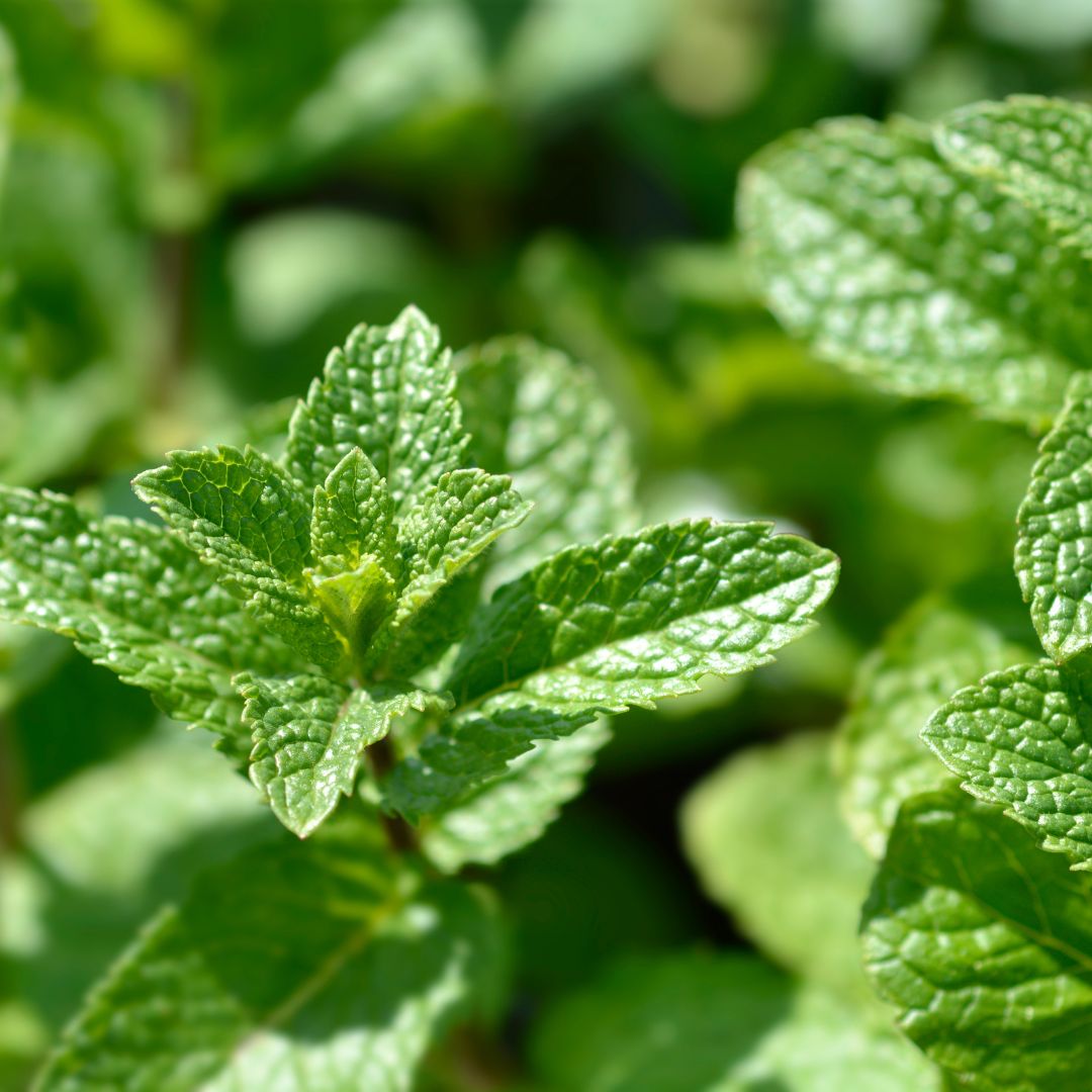 Spearmint Nicotine Pouches